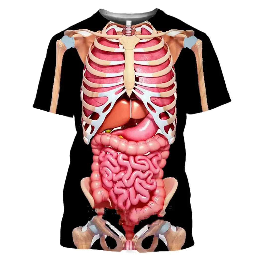 Male Skeleton Internal Organs  - 3D Printing Diagram ulasan dan harga