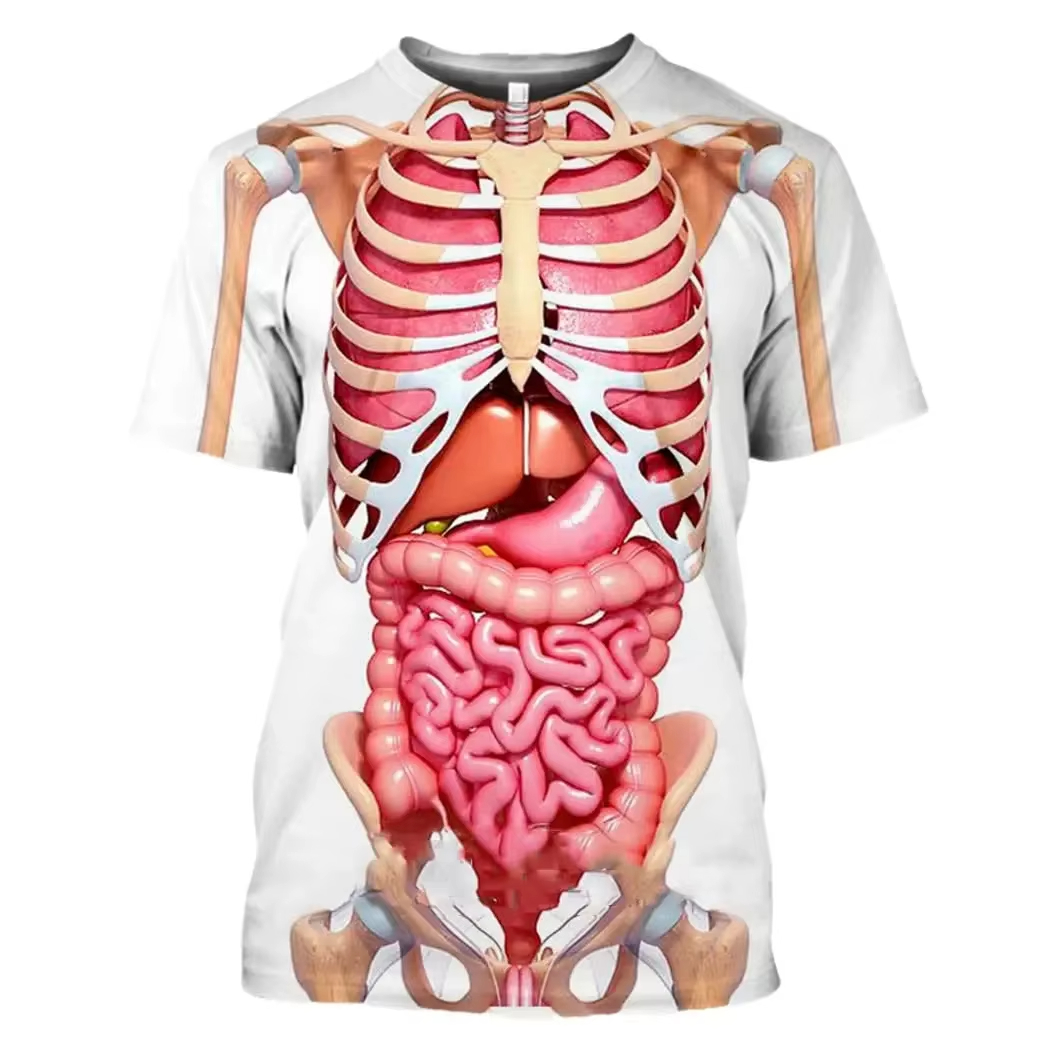 Male Skeleton Internal Organs  - 3D Printing Diagram ulasan dan harga